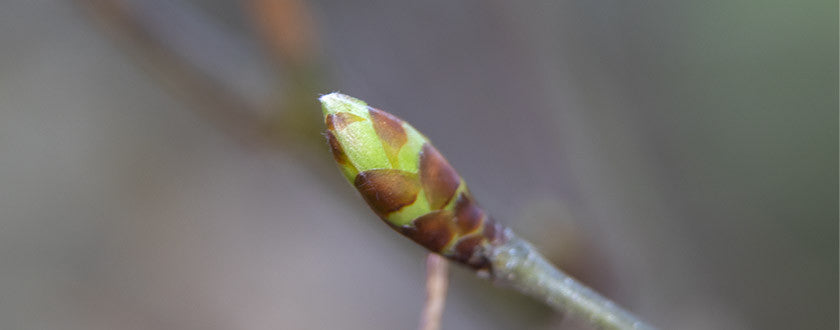 Tout savoir sur le bourgeon de la sphère ORL : le Charme